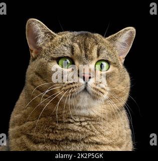 Die Erwachsene graue Katze Scottish Straight sitzt auf einem schwarzen Hintergrund. Traurige und wütende Schnauze Stockfoto