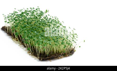 chia Sprossen mit grünen Blättern auf weißem Hintergrund, mikrogrün. Zusatz zu Salaten und Getränken, Entgiftung Stockfoto