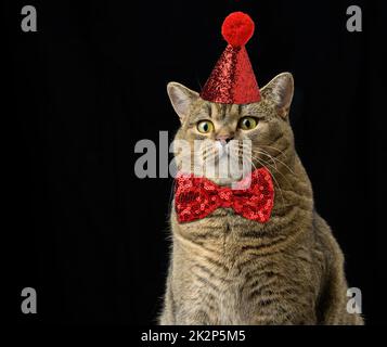 Eine Erwachsene graue Katze in einer rot glänzenden Mütze und einer Fliege um seinen Hals. Das Tier sitzt mit einer lustigen, ernsthaften Schnauze auf schwarzem Hintergrund Stockfoto
