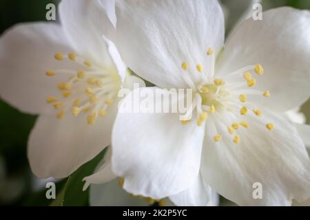 Schöne zarte weiße Blüten auf einem Jasminzweig Stockfoto