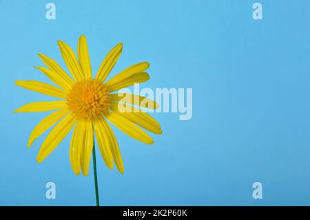 savannah Gänseblümchen auf blauem Hintergrund Stockfoto