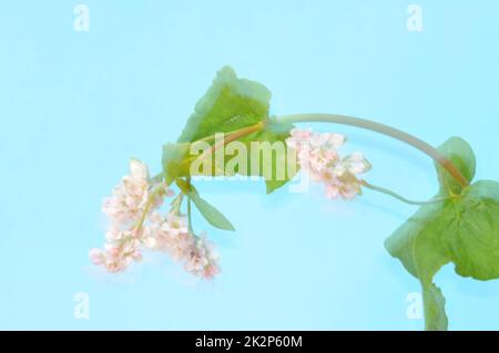 Buchweizen blüht auf blauem Hintergrund Stockfoto