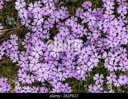 Lila Aubrieta deltoidea blüht im Garten. Stockfoto