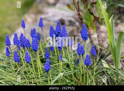Traubenhyazinthe Muscari Armeniacum Blüte Im Frühjahr. Stockfoto