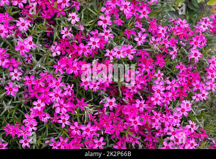 Lila Aubrieta deltoidea blüht im Garten. Stockfoto