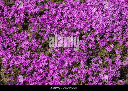 Lila Aubrieta deltoidea blüht im Garten. Stockfoto