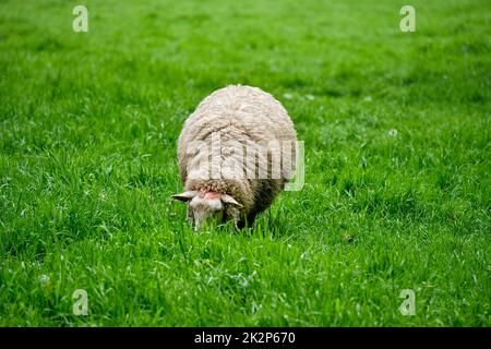 Schafe blicken in grünen Feld Stockfoto