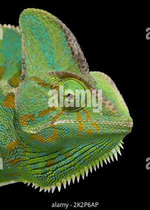 Chamäleonkopf auf isoliertem schwarzem Hintergrund. Stockfoto