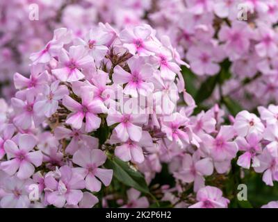 Nahaufnahme von rosa Blüten von Phlox paniculata Discovery Stockfoto