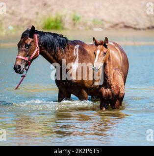 Pferde am Wasserloch Stockfoto