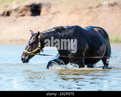 Pferde am Wasserloch Stockfoto