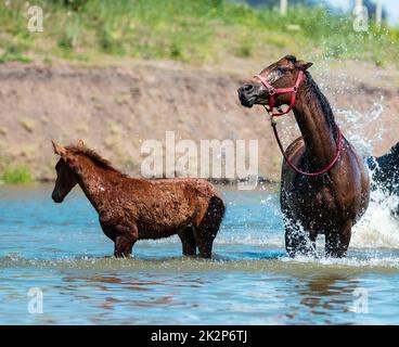 Pferde am Wasserloch Stockfoto