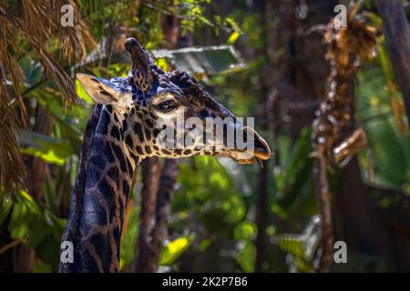 Nahaufnahme eines nördlichen Giraffenkopfes, der direkt in den Dschungel blickt Stockfoto