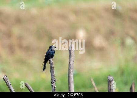 Nahaufnahme eines kleinen schwarzen Drongo-Vogels (Dicrurus macrocercus), der sich bei Tageslicht auf einem Zaun aus Baumzweigen befindet Stockfoto