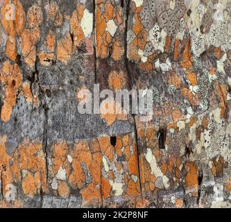 Nahaufnahme mit sehr detaillierter Baumrindenstruktur in hoher Auflösung. Stockfoto