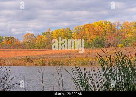 Herbstfarben auf einem Feuchtteich Stockfoto