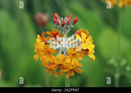 Gelbe und orangefarbene Kerzenleuchter in Nahaufnahme Stockfoto