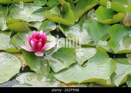 Rosa Seerose Blume Stockfoto