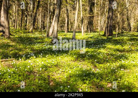 Frühlingswaldlandschaft mit weißen Anemonen, die blühen Stockfoto