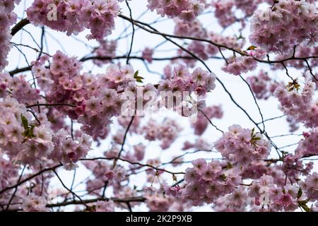 Schöne Zweige von rosa Kirschblüten oder Sakura auf dem Baum unter dem blauen Himmel Stockfoto