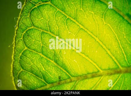 Guava-Blatt-Oberflächentextur aus Makrofotografie, Pflanzen-Nahaufnahme. Stockfoto