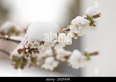 Kirschblüte im Frühling mit Schnee bedeckt Stockfoto