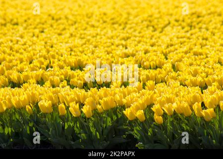 Tulpenfeld in den Niederlanden Stockfoto