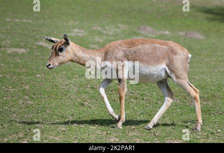 Weiblicher Schwarzbock - Antilope cervicapra - auch bekannt als indische Antilope, ist eine Antilope, die aus Indien und Nepal stammt, vom Profil aus gesehen Stockfoto