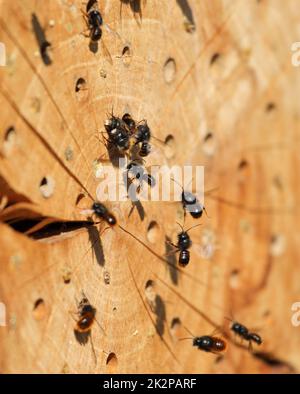 Freimaurerbienen bei ihrem selbstgemachten Nest im Frühjahr Stockfoto