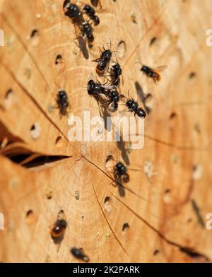 Freimaurerbienen bei ihrem selbstgemachten Nest im Frühjahr Stockfoto