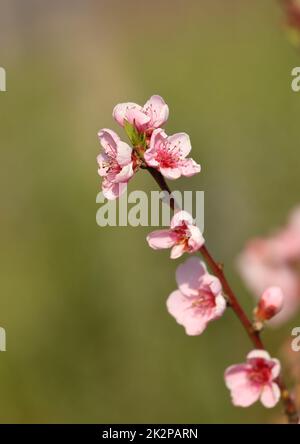 Pfirsich - Prunus persica - rosa gefärbte Blume im Frühjahr Stockfoto