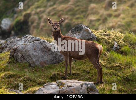 Neugierige Rothirsche blicken auf die Kamera in den Bergen - Cervus elaphus Stockfoto