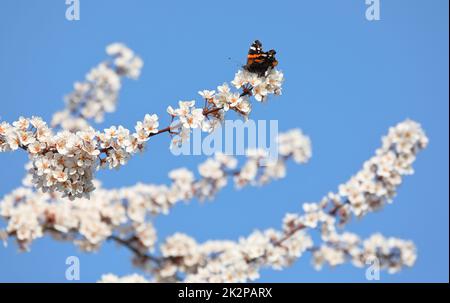 Roter Admiral auf den Blüten einer Kirschpflaume im Frühjahr Stockfoto