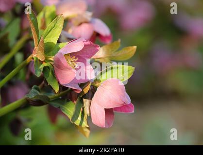 Blüten der Fastenrose - Helleborus orientalis - im Frühjahr Stockfoto