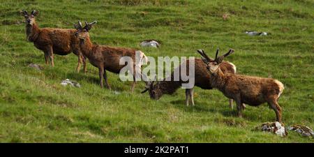 Nahaufnahme eines Rothirschhirsches mit Samtgeweih im Sommer, Schottland, Vereinigtes Königreich Stockfoto