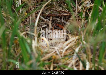 Ein Nest mit drei Eiern eines bodenbrütenden Vogels im schottischen Hochland Stockfoto