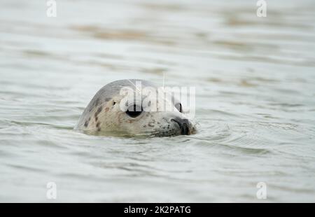 Kegelrobbe - Halichoerus grypus - schwimmend mit Kopf über Wasser. Stockfoto