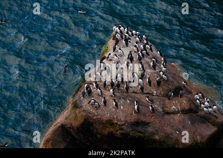 Gruppe von gewöhnlichen Guillemots, Uria aalge auf den Felsen am Meer in Schottland, Großbritannien Stockfoto