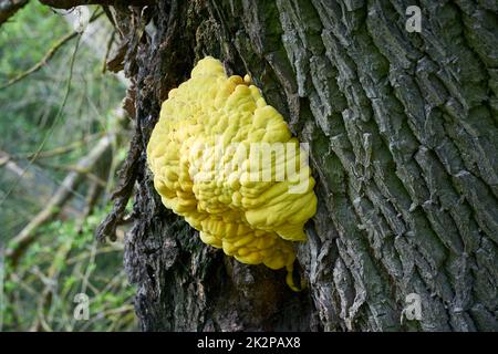 Hellgelber gemeiner Schwefelpilz Laetiporus sulfureus auf dem Stamm einer alten Weide Stockfoto