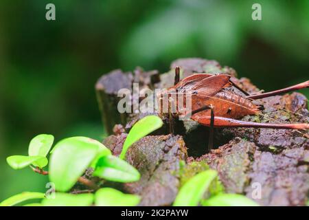 Mecopoda elongata in der Natur hat einen braunen Körper Flügel mit schwarzen Punkten verziert Stockfoto