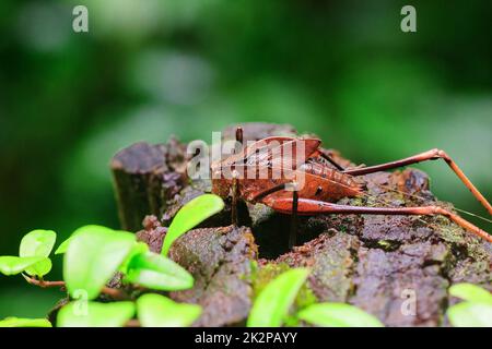 Mecopoda elongata in der Natur hat einen braunen Körper Flügel mit schwarzen Punkten verziert Stockfoto