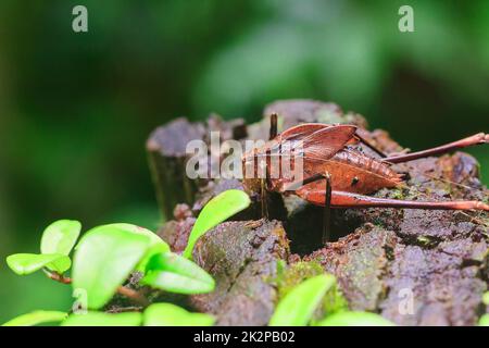 Mecopoda elongata in der Natur hat einen braunen Körper Flügel mit schwarzen Punkten verziert Stockfoto