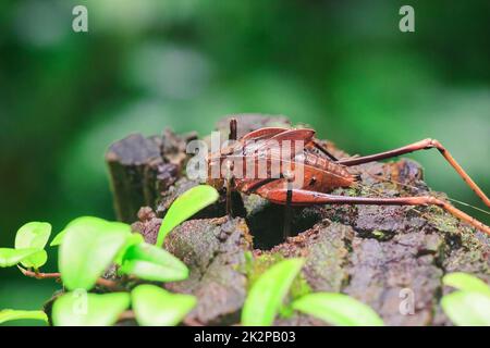 Mecopoda elongata in der Natur hat einen braunen Körper Flügel mit schwarzen Punkten verziert Stockfoto