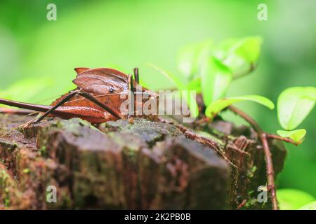 Mecopoda elongata in der Natur hat einen braunen Körper Flügel mit schwarzen Punkten verziert Stockfoto