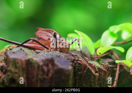 Mecopoda elongata in der Natur hat einen braunen Körper Flügel mit schwarzen Punkten verziert Stockfoto