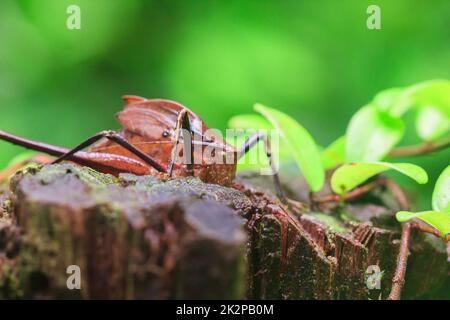 Mecopoda elongata in der Natur hat einen braunen Körper Flügel mit schwarzen Punkten verziert Stockfoto