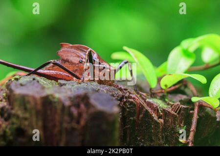 Mecopoda elongata in der Natur hat einen braunen Körper Flügel mit schwarzen Punkten verziert Stockfoto