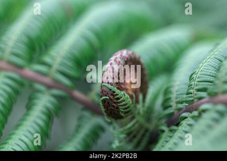 Nahaufnahmen von gekräuselten grünen und schwarzen Farnblättern. Stockfoto