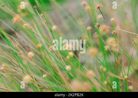 Der Pollen des Grases beginnt zu trocknen. Für eine neue Blüte Stockfoto