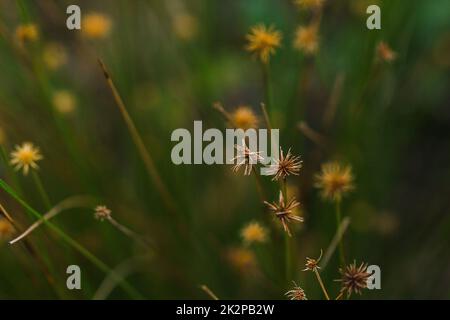 Der Pollen des Grases beginnt zu trocknen. Für eine neue Blüte Stockfoto